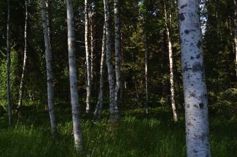Birch forest, Pyha